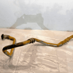 CAT C7 C9 Caterpillar Diesel Engine Air Transfer Tube 2888877 OEM - 166.5$ Picture 1 of 5 Picture 2 of 5 Picture 3 of 5 Picture 4 of 5 Picture 5 of 5 Picture 1 of 5 Picture 2 of 5 Picture 3 of 5